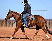 ranch-work-quarter-horse