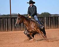 reined-cow-quarter-horse