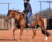 show-hack-quarter-horse