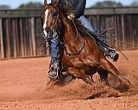 trail-quarter-horse