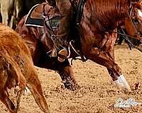 trail-riding-quarter-horse