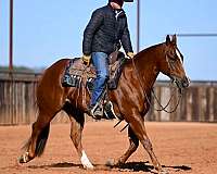 western-riding-quarter-horse