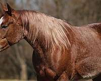 athletic-quarter-horse
