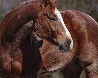 barrel-quarter-horse