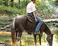 barrel-racing-quarter-horse