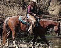 calf-roping-quarter-horse
