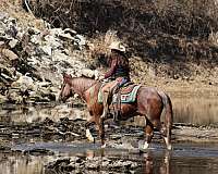 flashy-quarter-horse