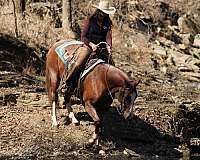 performance-quarter-horse