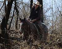 ranch-quarter-horse