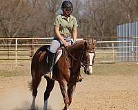 ranch-work-quarter-horse