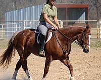 roping-quarter-horse