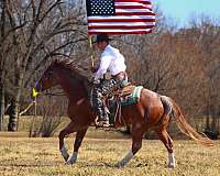 show-quarter-horse