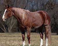 trail-quarter-horse