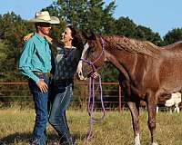 trail-riding-quarter-horse