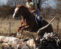 western-riding-quarter-horse