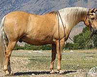athletic-quarter-pony