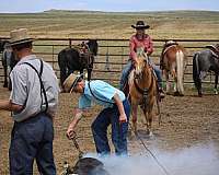 calf-roping-quarter-pony
