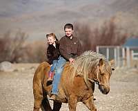 ranch-quarter-pony