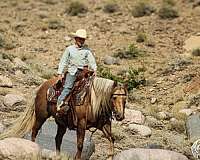 ranch-versatility-quarter-pony