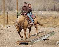 show-hack-quarter-pony