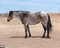 barrel-racing-pony