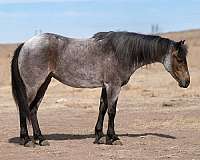 athletic-pony