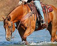 athletic-quarter-horse
