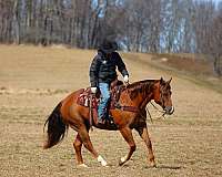 calf-roping-quarter-horse