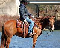 flashy-quarter-horse