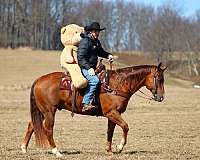 husband-safe-quarter-horse