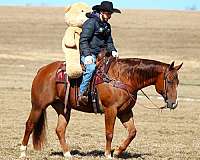 ranch-quarter-horse