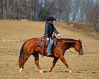 ranch-versatility-quarter-horse