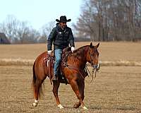ranch-work-quarter-horse