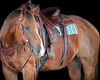 ridden-english-quarter-horse