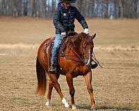ridden-western-quarter-horse