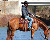 roping-quarter-horse