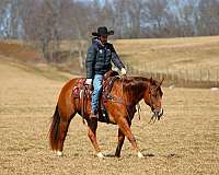 show-quarter-horse