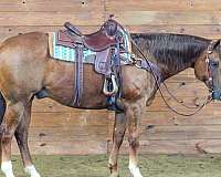 trail-quarter-horse