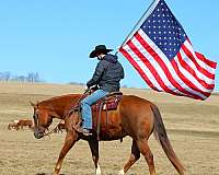 trail-riding-quarter-horse