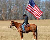 working-cattle-quarter-horse