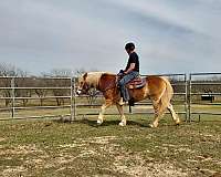 athletic-haflinger-horse