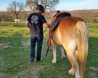 beginner-haflinger-horse