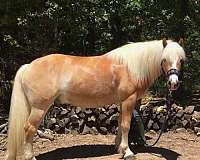 driving-haflinger-horse