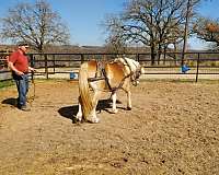 flashy-haflinger-horse