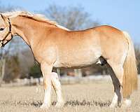 parade-haflinger-horse