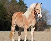 ranch-haflinger-horse
