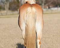 ranch-work-haflinger-horse