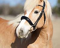 ridden-english-haflinger-horse
