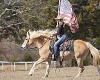 trail-haflinger-horse