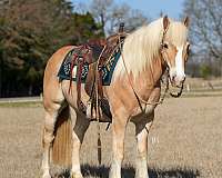 ridden-western-haflinger-horse